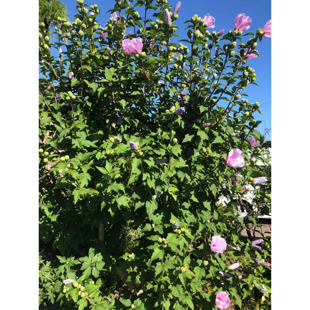 ムクゲ　白　ピンク　種セット　25粒　25粒 ハンドメイドのフラワー/ガーデン(その他)の商品写真