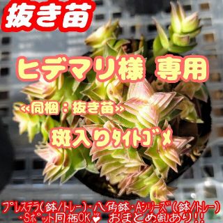 【抜き苗】茜の塔錦 他 多肉植物 クラッスラ 紅葉 プレステラ プラ鉢(その他)