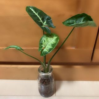 観葉植物 シンゴニウム カット苗　発根済(その他)