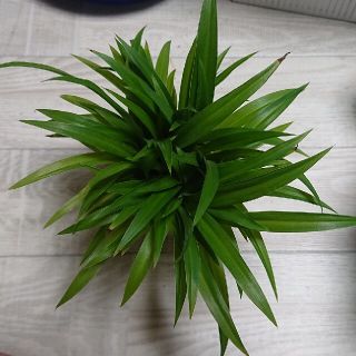 アオオリヅルラン  3株残りわずかに持って。 緑 原種 グリーン  苗 観葉植物(その他)