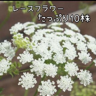 レースフラワー 花苗  10株セット(その他)