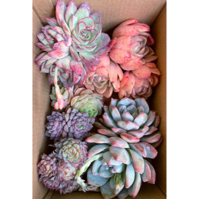 多肉植物　寄せ植え　群生　６点セット　ラズアガ　ブルーバード　オウンスロー ハンドメイドのフラワー/ガーデン(その他)の商品写真