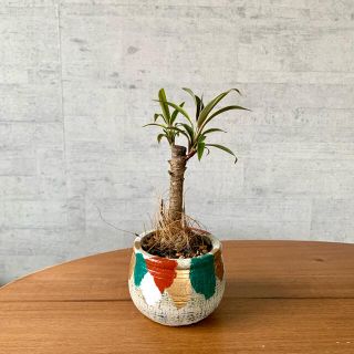 コーディライン シルバーストライプ 鉢植え 観葉植物(その他)