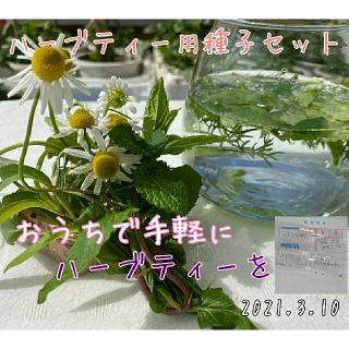 ハーブティー用種子セット 固定種 野菜の種 ハーブの種 水耕栽培 家庭菜園(野菜)