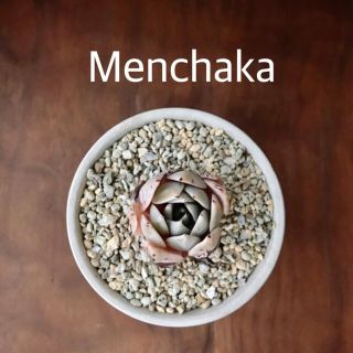 Menchaka メンチャカ　多肉植物　カット(その他)