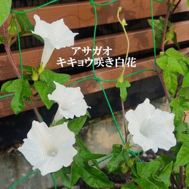 春まき花の種　　アサガオ「キキョウ咲き白花」30粒　清楚な白いアサガオ ハンドメイドのフラワー/ガーデン(その他)の商品写真