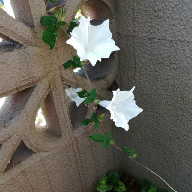 春まき花の種　　アサガオ「キキョウ咲き白花」30粒　清楚な白いアサガオ ハンドメイドのフラワー/ガーデン(その他)の商品写真