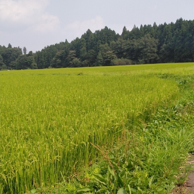 にこちゃん様令和2年産栃木県一等コシヒカリ米30キロ玄米無農薬にて