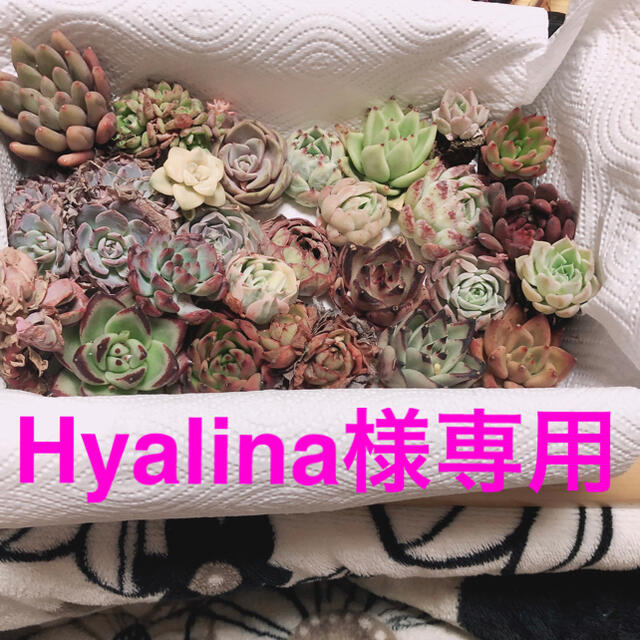 Hyalina様専用  韓国多肉植物25苗セット ハンドメイドのフラワー/ガーデン(その他)の商品写真