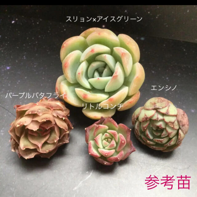 てんころ様専用の通販 by ごはん|ラクマ