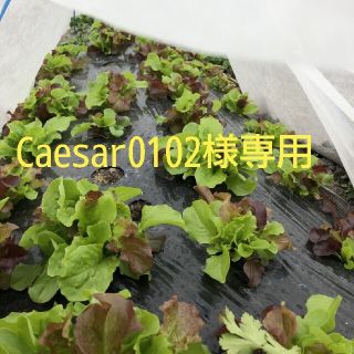 Caesar0102様専用　(野菜)