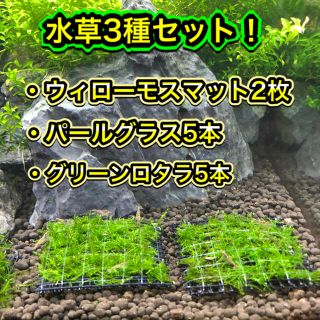 水草セット！ウィローモスマット２枚 パールグラス５本 ロタラ５本(アクアリウム)