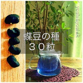 【2020年採取】 蝶豆(バタフライピー、クリトリア)の種 30粒(補償用に多め(その他)