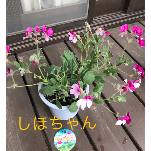 猫パンダ様 パンジーゼラニウム ゆみちゃんしほちゃん 切り戻し苗の通販 By じゅんのはな ラクマ 猫パンダ様 パンジーゼラニウム ゆみちゃんしほちゃん 切り戻し苗の通販 By じゅんのはな ラクマ