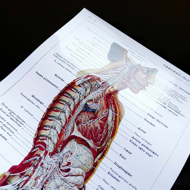 人体解剖図 断面図 医学 ビンテージイラスト 光沢 ポスター A3