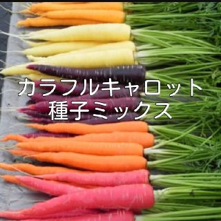 カラフルキャロット種子 ８種ミックス(野菜)