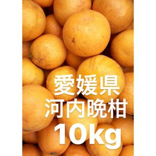 愛媛県　宇和ゴールド　河内晩柑　10kg(フルーツ)