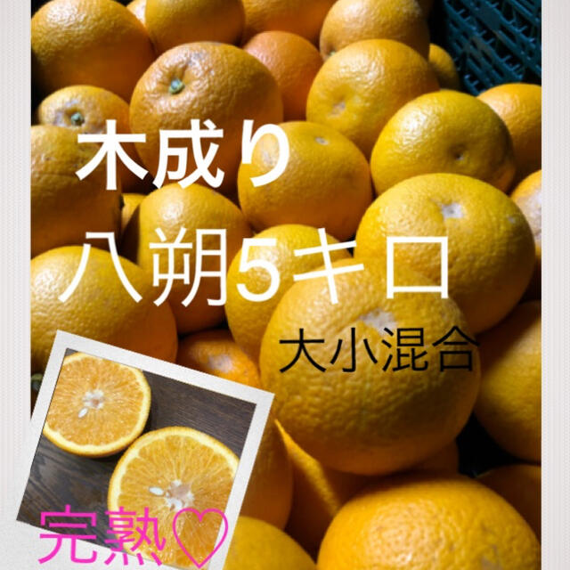 和歌山県産有田の木成り八朔大小ランダム10キロ 食品/飲料/酒の食品(フルーツ)の商品写真