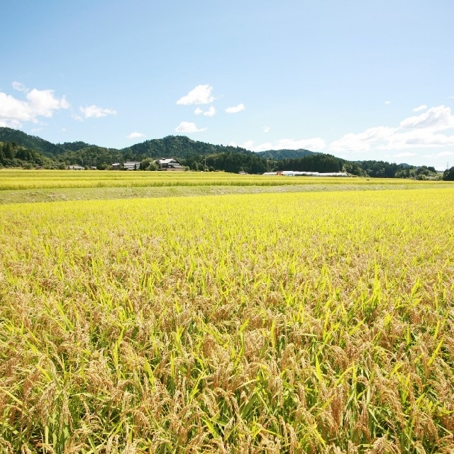 お米5㎏【私、米屋が売ります！当店の店頭で一番売れる美味しいコシヒカリ】 食品/飲料/酒の食品(米/穀物)の商品写真