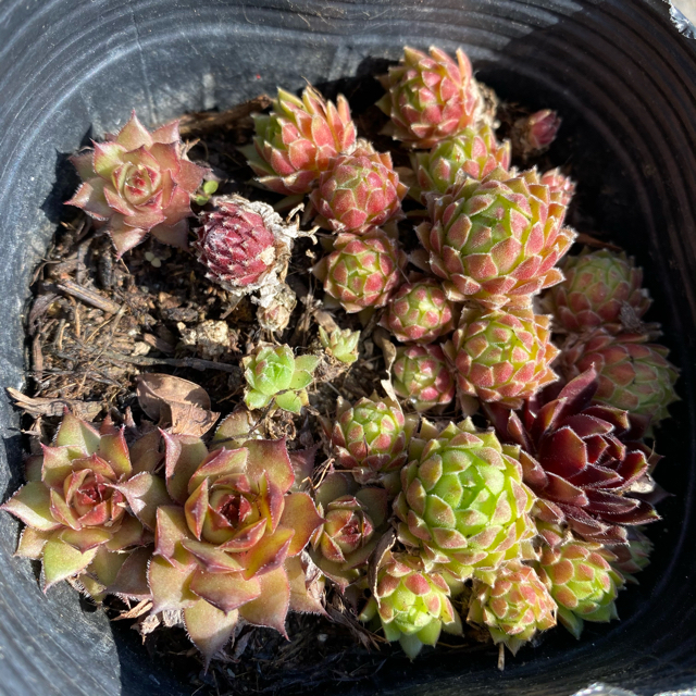 多肉植物 センペルビウム ブラックミニ 他の通販 by plants 多肉植物 センペルビウム ブラックミニ 他の通販 by plants