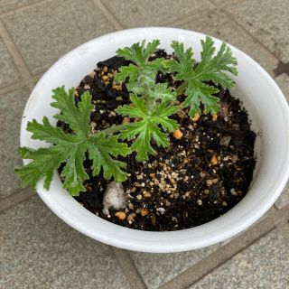 蚊連草 蚊嫌草 ハーブ苗(その他)