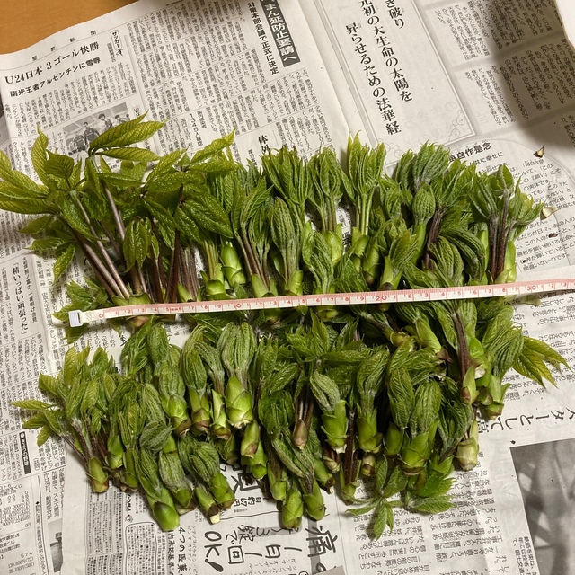 コシアブラ　こしあぶら　300g〜330g  1,800円 食品/飲料/酒の食品(野菜)の商品写真