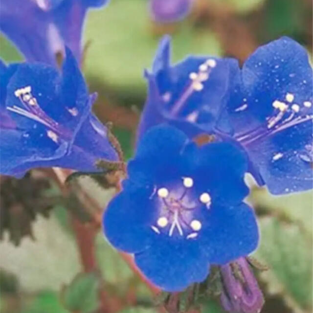 花の種　カリフォルニアブルーベル 種  ハンドメイドのフラワー/ガーデン(その他)の商品写真