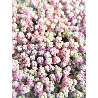 パープルヘイズ　カット芽　オマケ付き　紅葉する多肉植物　セダム(その他)