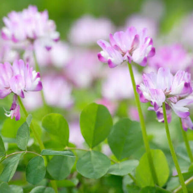 【最安値】レンゲ草（れんげ草、蓮華草）種たっぷり25g[2,500粒]！！ ハンドメイドのフラワー/ガーデン(その他)の商品写真