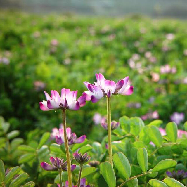 【最安値】レンゲ草（れんげ草、蓮華草）種たっぷり25g[2,500粒]！！ ハンドメイドのフラワー/ガーデン(その他)の商品写真