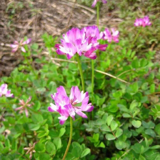 【最安値】レンゲ草（れんげ草、蓮華草）種たっぷり25g[2,500粒]！！ ハンドメイドのフラワー/ガーデン(その他)の商品写真