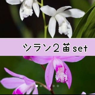 シラン 花苗 2株set(その他)