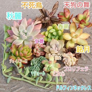 多肉植物セット売り☆ジョイスツーロ☆天狗の舞☆プロリフェラ☆(その他)