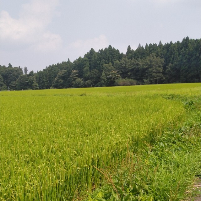 令和2年産栃木県特一等米コシヒカリ30キロ玄米無農薬にて作ったお米です。