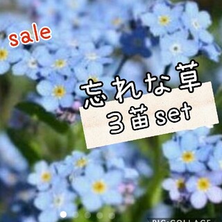 sale 忘れな草    花苗 ３株set(その他)