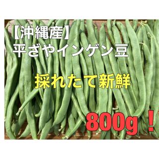 沖縄産 平ざや インゲン豆 800g 採れたて(野菜)
