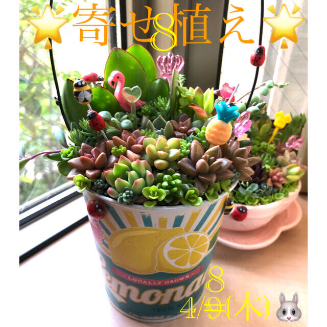 多肉植物❤︎寄せ植え❤︎このまま飾れます❤︎レモン缶♪🍋 ハンドメイドのフラワー/ガーデン(その他)の商品写真