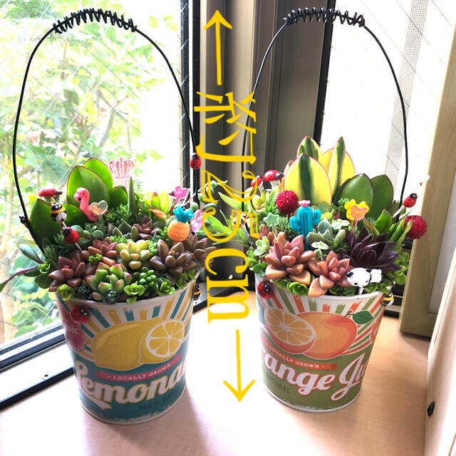 多肉植物❤︎寄せ植え❤︎このまま飾れます❤︎レモン缶♪🍋 ハンドメイドのフラワー/ガーデン(その他)の商品写真