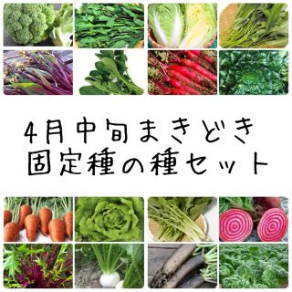 ★伝統野菜★4月中旬まきどき固定種の種セット(野菜)