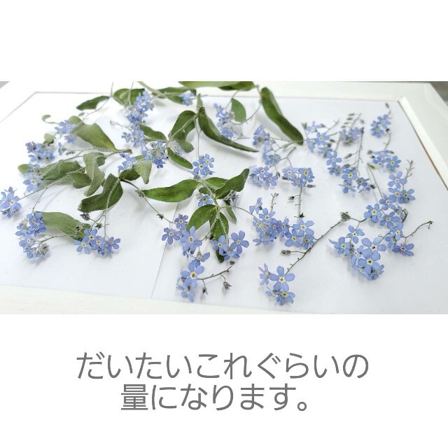 勿忘草 ドライフラワー 忘れな草 茎つき 葉つき ハンドメイドの素材/材料(各種パーツ)の商品写真