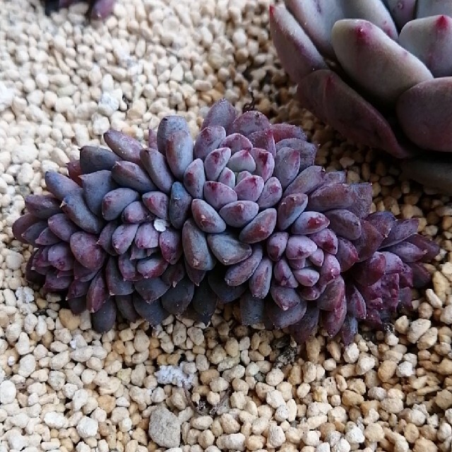 韓国苗 エケベリア クリッシーエヌライアン 多肉植物の通販 by 韓国苗 エケベリア クリッシーエヌライアン 多肉植物の通販 by