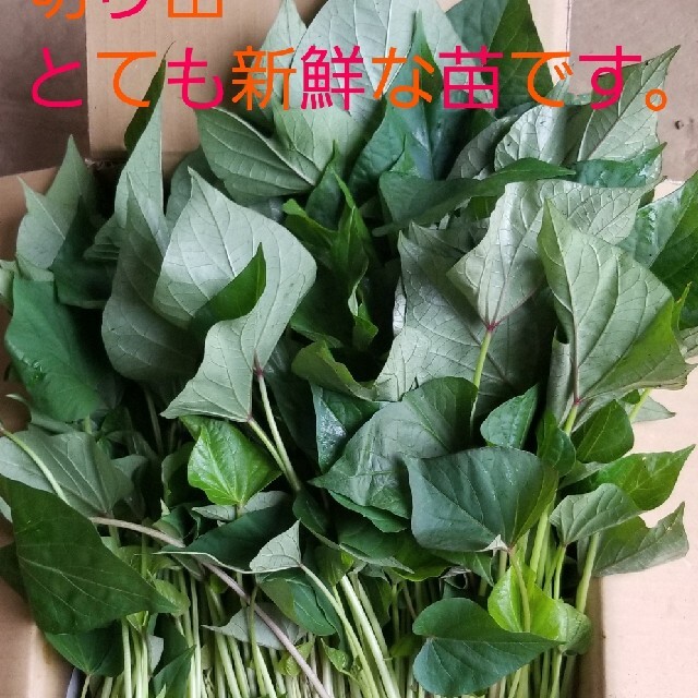 さつまいも 苗 10本 紅はるか 農家直送便 食べられるガーデニング 注文後切りの通販 By Samsam090 S Shop ラクマ さつまいも 苗 10本 紅はるか 農家直送便 食べられるガーデニング 注文後切りの通販 By Samsam090 S Shop ラクマ