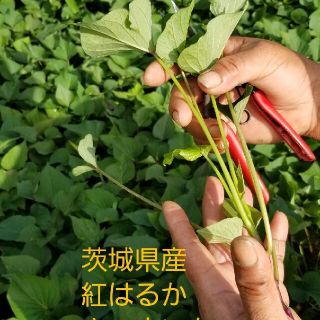 さつまいも 苗 10本 紅はるか 農家直送便 食べられるガーデニング。注文後切り(野菜)