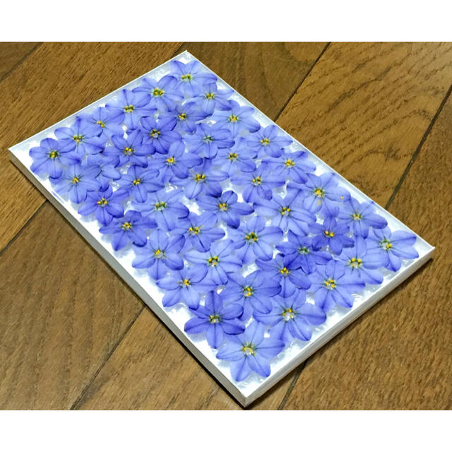 ⑧ 今日から銀の紫陽花 春の100円お値引きセール始まりました‼️ ハンドメイドのフラワー/ガーデン(ドライフラワー)の商品写真
