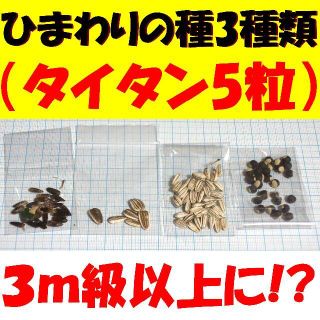 ひまわりの種セット✺巨大種タイタン5粒+ひまわり2種+フウセンカズラ(その他)