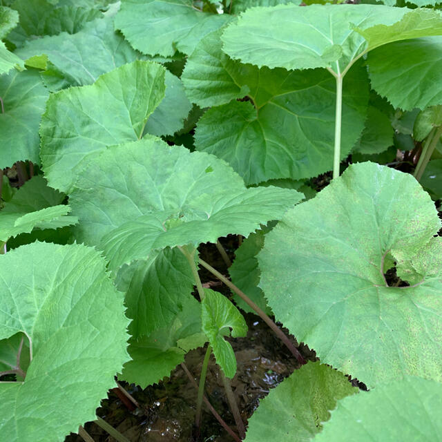 無農薬春野菜セット6種類以上　サイズ100 タイムセール   食品/飲料/酒の食品(野菜)の商品写真