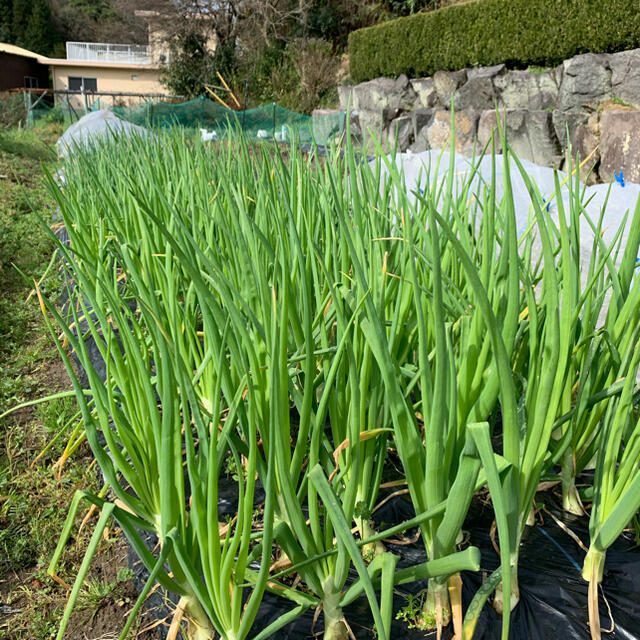 無農薬春野菜セット6種類以上　サイズ100 タイムセール   食品/飲料/酒の食品(野菜)の商品写真