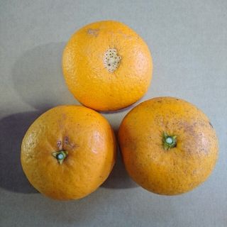 中島産清見 加工用(フルーツ)