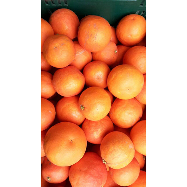 愛媛県　ブラッドオレンジ　タロッコ　5kg 食品/飲料/酒の食品(フルーツ)の商品写真