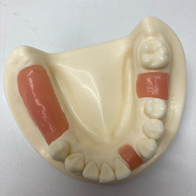 歯牙模型埋入トレーニング用2個入 www.krzysztofbialy.com